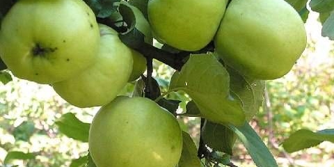 Datumi sadnje stabala jabuka u jesen u centralnoj rusiji